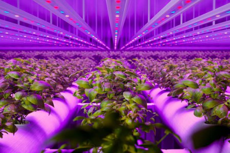 Téléchargez les photos : Un affichage vibrant de plantes de basilic uniformes fleurissent sous la lueur des lumières LED dans un système hydroponique avancé, incarnant la synergie entre l'agriculture et la technologie de pointe. - en image libre de droit