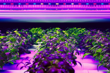 Jardin hydroponique ultramoderne éclairé par des lumières LED économes en énergie pour favoriser une croissance végétative robuste dans un cadre agricole intérieur durable.