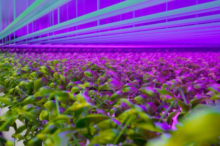 Entdecken Sie das pulsierende Ökosystem eines hydroponischen Garten in Innenräumen mit grünen Pflanzen, die von energiesparenden LED-Lampen beleuchtet werden und eine perfekte Mischung aus Technologie und Nachhaltigkeit präsentieren.