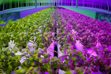 Installation d'agriculture d'intérieur très efficace mettant en valeur des rangées de plantes de basilic vert vif nourries par un système hydroponique à la pointe de la technologie sous la lueur de lumières de croissance LED spécifiques au spectre.