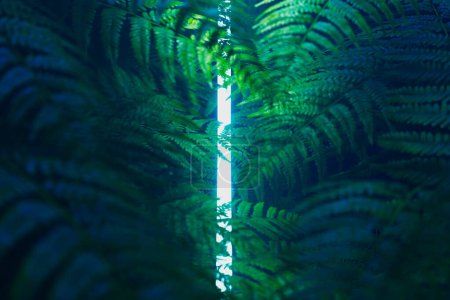 Téléchargez les photos : Cette macro prise de vue détaillée capture la beauté complexe des frondes luxuriantes de fougères, baignées d'une douce lueur tandis que la lumière du soleil filtre à travers les espaces entre les feuilles vert vif. - en image libre de droit