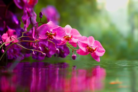 Foto de Un cautivador primer plano de delicadas orquídeas rosadas con un reflejo prístino en el agua, ambientado sobre un fondo verde suave, personifica la belleza natural pacífica - Imagen libre de derechos