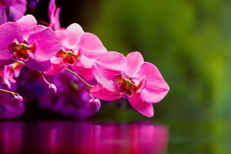 Photo for An exquisite close-up photograph capturing the mesmerizing beauty of pink orchid blossoms, complete with a mirror-like reflection on a tranquil water surface, invoking a sense of serenity. - Royalty Free Image