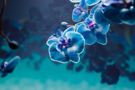 Foto de Esta imagen captura la belleza etérea de las orquídeas azules con detalles pétalos, contrastando con un fondo bokeh delicadamente borroso para un ambiente tranquilo y artístico.. - Imagen libre de derechos