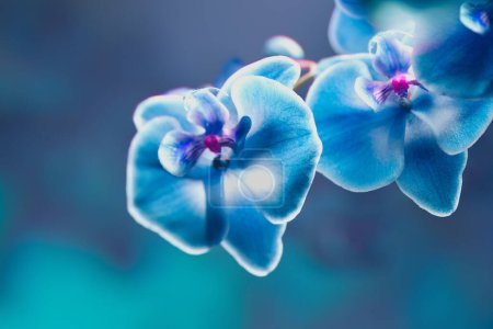 A detailed macro view of a stunning blue orchid revealing its delicate texture against a softly blurred background, embodying natural elegance and tranquility.