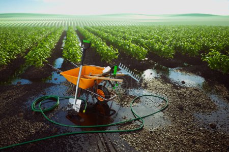 Photo for A picturesque scene unfolds at daybreak in a wet farm field, highlighted by farming essentials: an orange wheelbarrow, hoe, rake, shovel, and a neatly coiled hose. - Royalty Free Image