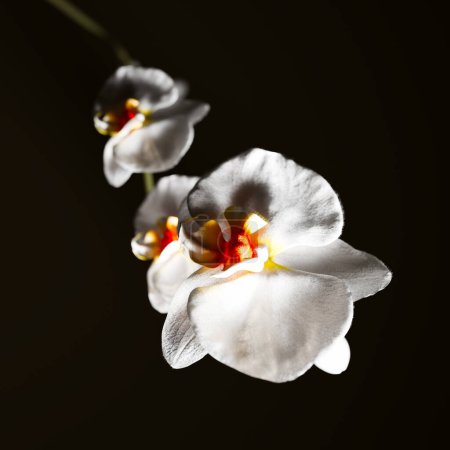 Foto de Esta captura detallada muestra la delicada belleza de las orquídeas blancas, con sus intrincados centros amarillos y rojos, marcadamente contrastados sobre un fondo negro puro.. - Imagen libre de derechos