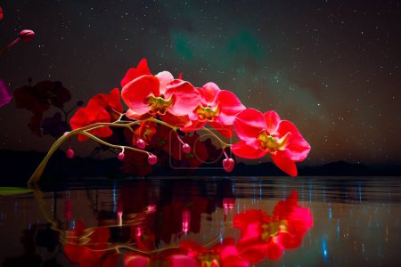 Téléchargez les photos : Image captivante dépeignant la beauté sereine des fleurs d'orchidées rouges juxtaposées à un reflet miroir du ciel nocturne étoilé fascinant, évoquant la tranquillité. - en image libre de droit