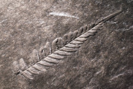 Foto de Esta foto de alta resolución captura un antiguo fósil de hoja de helecho impresionantemente conservado dentro de una superficie de roca sedimentaria, que representa detalles intrincados y la intersección atemporal del arte y la ciencia.. - Imagen libre de derechos