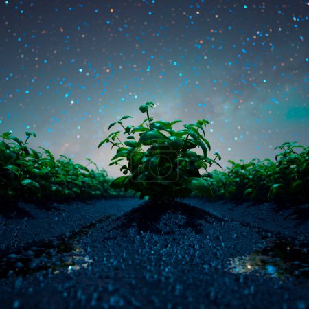 Foto de Una planta joven emerge sobre un fascinante telón de fondo de estrellas centelleantes, personificando el crecimiento y la fuerza inquebrantable de la vida en la quietud de la noche. - Imagen libre de derechos