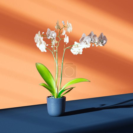 A captivating white Phalaenopsis orchid with delicate purple accents, elegantly presented in a striking blue pot, basks under soft lighting, creating a dramatic shadow on a sleek surface.