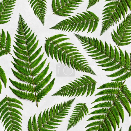 Téléchargez les photos : Cette image capture un motif méticuleusement conçu de feuilles de fougère, exhibant leurs teintes vertes radieuses sur un fond blanc vif avec un soupçon de texture. - 199 Personnages - en image libre de droit