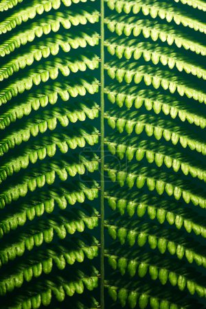 Nahaufnahme üppiger, grüner Farnwedel, die unter dem gefleckten Sonnenlicht gedeihen und ein ruhiges und symmetrisches natürliches Muster schaffen, das ideal für ökologische und botanische Bilder ist.