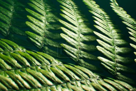 Foto de Una serena imagen de cerca de hojas de helecho verde besadas por el rocío disfrutando de la suave luz del sol, mostrando la elegancia natural y las ricas texturas de la flora forestal. - Imagen libre de derechos