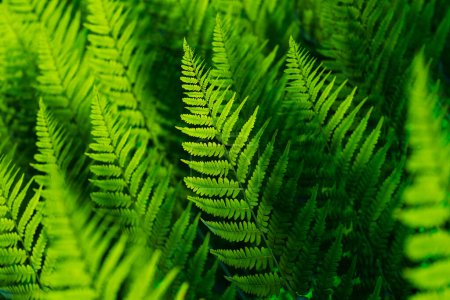 Foto de Esta macro fotografía captura los exquisitos detalles y la rica textura verde de las hojas de helecho, destacando su belleza natural y la complejidad de su diseño. - Imagen libre de derechos