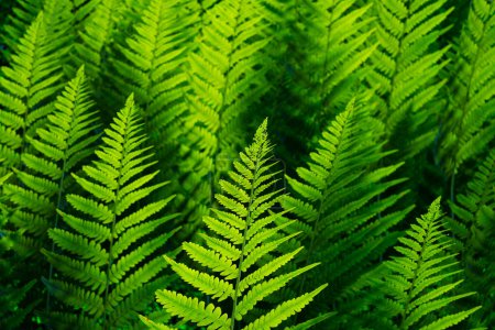 Eine atemberaubende Nahaufnahme lebendiger grüner Farnblätter, die in einem wilden, dichten Wald gedeihen und den Rhythmus und die Ruhe unberührter Naturräume veranschaulichen.