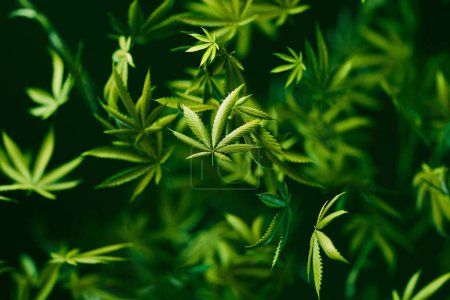 Nahaufnahmen, die die satten Grüntöne und zarten Adern der Cannabis sativa Blätter vor einem gedeckten Hintergrund zeigen, um ihre natürliche Schönheit zu betonen.