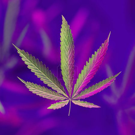 Photo for Close-up macro portrait of a single cannabis leaf, exhibiting fine details and textures against a deep purple backdrop, exemplifying the intersection of nature and art. - Royalty Free Image
