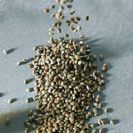 Photo for A close-up view of organic hemp seeds heaped and scattered on a textured grey backdrop, epitomizing health, nutrition, and plant-based dietary choices in a natural setting. - Royalty Free Image