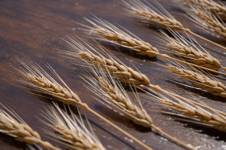 Photo for A detailed image revealing a multitude of golden wheat ears against a rich, textured wooden backdrop, highlighting the natural beauty and simplicity of agricultural produce. - Royalty Free Image