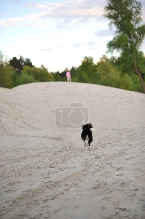 Rear view of Yakutian Laika dog running to its owner on nature at summer. Happy dog. Copy space for text