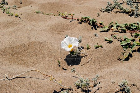 Convolvulus plant flowering on a sandy desert with no water. Lonely growing flower show the desire to life