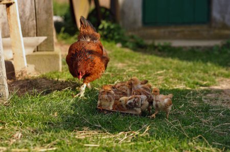 Horizontal photo of mother hen and baby chickens feeding on grains in the backyard. Poultry organic farm. Natural farming. Copy space for text