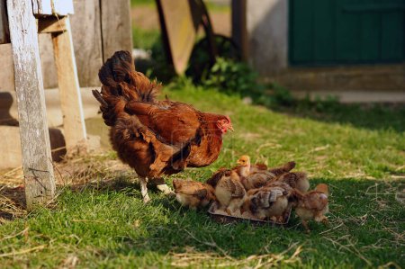 Horizontal photo of mother hen and baby chickens feeding on grains in the village. Poultry organic farm. Natural farming. Copy space for text