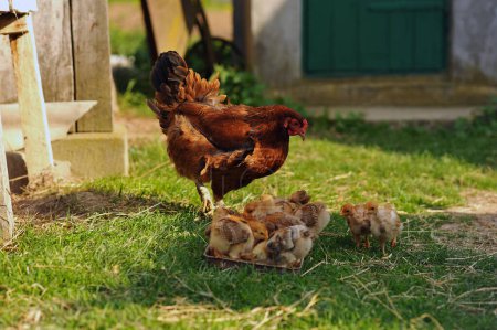 Horizontal photo of mother hen and baby chicks feeding on grains in the backyard. Poultry organic farm. Natural farming. Copy space for text