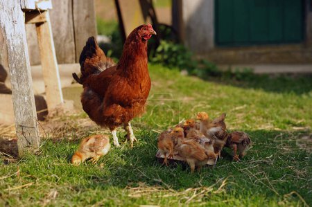 Mother hen and baby chicks feeding on grains in the backyard. Poultry organic farm. Natural farming. Beautiful red little chickens. Space for text