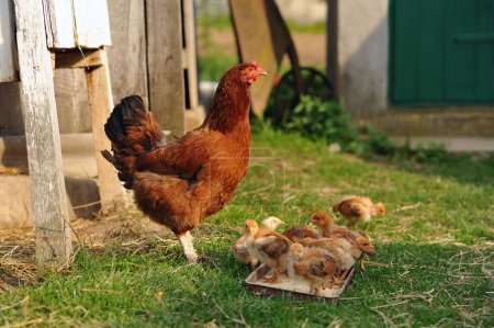 Mother hen and baby chickens feeding on grains in the backyard. Poultry organic farm. Natural farming. Beautiful red little chickens