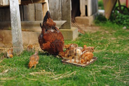 Mother hen and baby chicks feeding on grains in the backyard. Poultry organic farm. Natural farming. Beautiful red little chickens