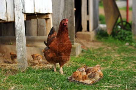 Mother hen and baby chicks feeding on grains in the backyard. Poultry organic farm. Natural farming. Beautiful red little chickens