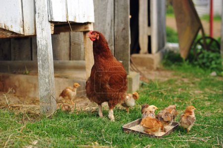 Mother hen and baby chicks feeding on grains in the backyard. Poultry organic farm. Natural farming 
