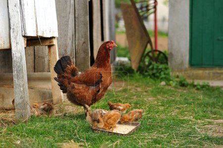 Mother hen and baby chicks feeding on grains in the backyard. Poultry organic farm. Natural farming. Copy space for text