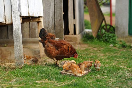Mother hen and baby chicks feeding on grains in the backyard. Poultry organic farm. Copy space for text