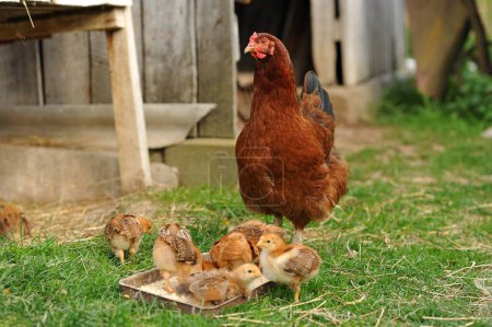 Mother hen and baby chikens feeding on grains in the backyard. Poultry organic farm. Copy space for text