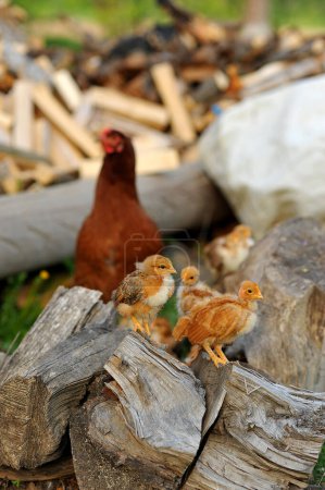 Mother hen with her baby chicks walking on the yard. Baby chickens standing on the logs outdoor. Natural farming