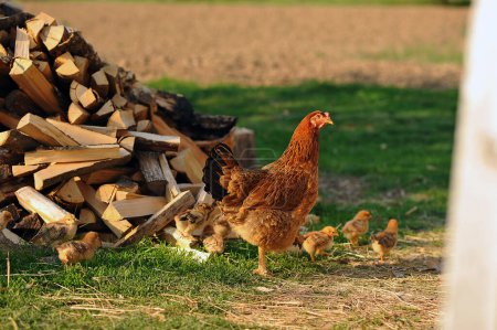 Mother hen with chickens in the village on chopped firewood background.  Copy space for text. Poultry organic farm