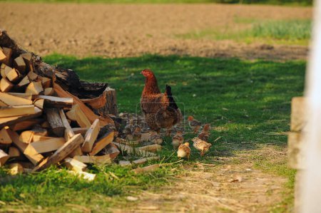 Mother hen with chickens in a rural yard. Baby chickens in a grass in the village. Copy space for text. Poultry organic farm