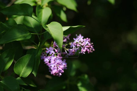 Téléchargez les photos : Photo horizontale fleurs lilas dans le jardin. Floraison de lilas. Arbuste de lilas fleurissent sur fond bokeh. Espace de copie pour le texte - en image libre de droit