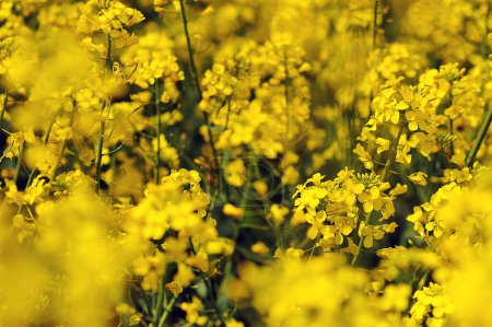 Close up photo of rapeseed  flowers in strong sunlight. Nature background. Spring landscape. Macro photo. Horizontal shot