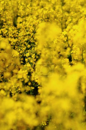 Close up photo of rapeseed  flowers in strong sunlight. Agricultural field with rapeseed plants. Nature background. Spring season