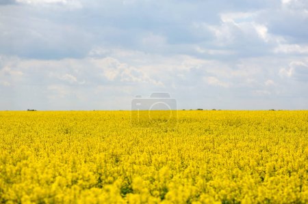 Campo de flores amarillas con cielo azul y nubes blancas. Primavera en Ucrania. Campo agrícola con plantas de colza