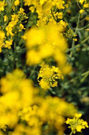 Close up photo of rapeseed  flowers in strong sunlight. Agricultural field with rapeseed plants. Vertical shot. Spring season