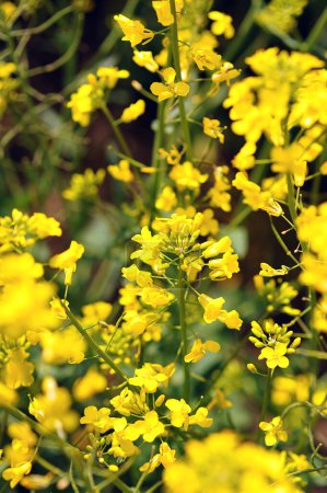 Flor de colza amarilla brillante de cerca. Canola Colza Flores Amarillas. Colza, prado de campo de semillas oleaginosas