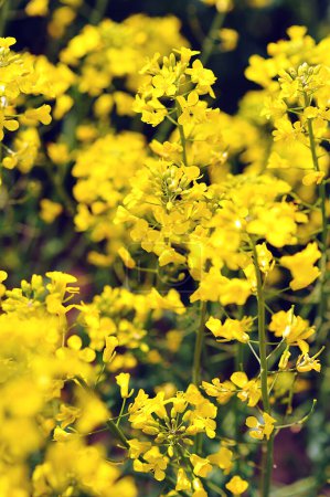 Agricultural field with rapeseed plants. Rape flowers in strong sunlight. Nature background. Spring landscape. Macro photo