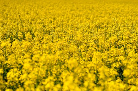 Blooming rapeseed field. Agricultural field with rapeseed plants. Rape yellow flowers in strong sunlight. Horizontal photo