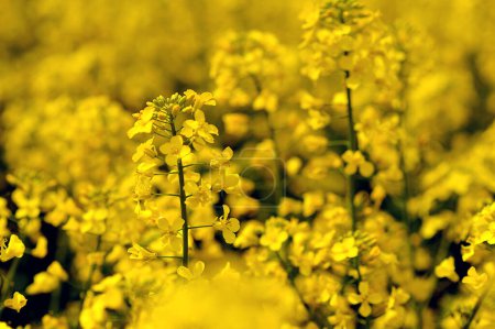 Agricultural field with rapeseed plants. Rape yellow flowers in strong sunlight. Nature background. Spring landscape. Horizontal photo