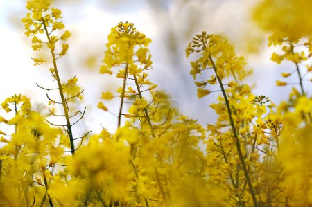 Agricultural field with rapeseed plants. Rape yellow flowers in strong sunlight. Nature background. Close up photo